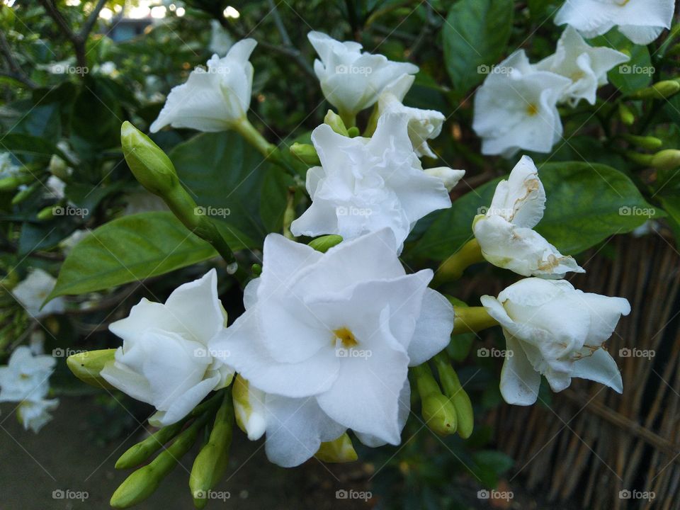 white Jasmine flowers looks beautiful in rainy season in my garden