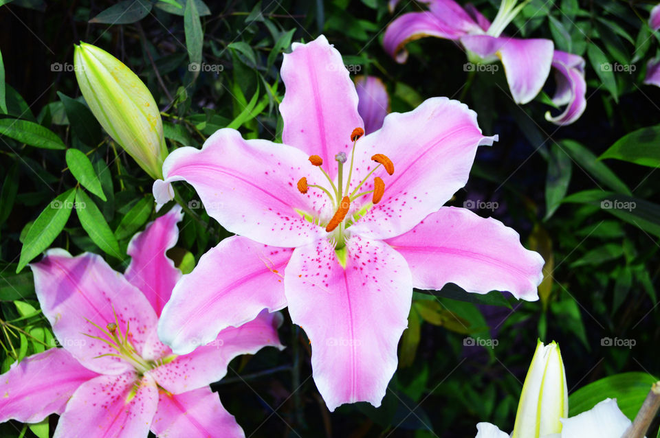 White and pink Lily. Blooming White and pink Lily