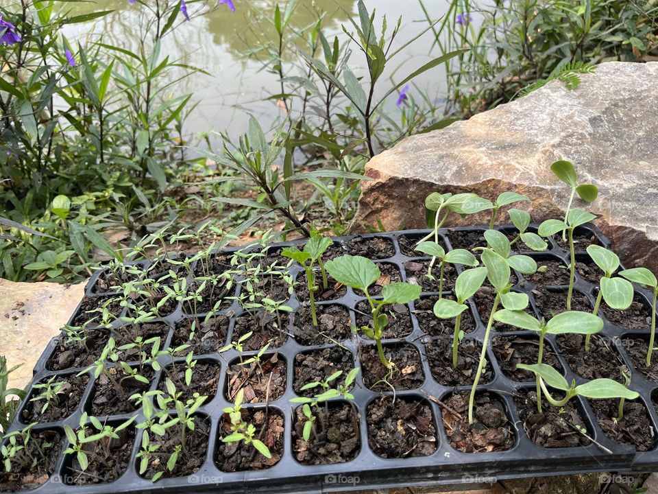 Plant Plants to Celebrate Earth Day.