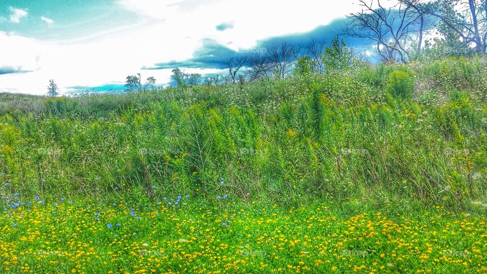 Beautiful Meadow