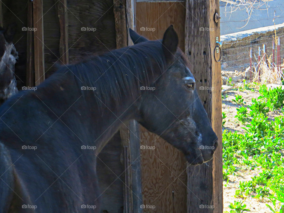 animal horse beautiful standing by melody