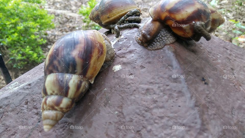 snails enjoying 🐌
