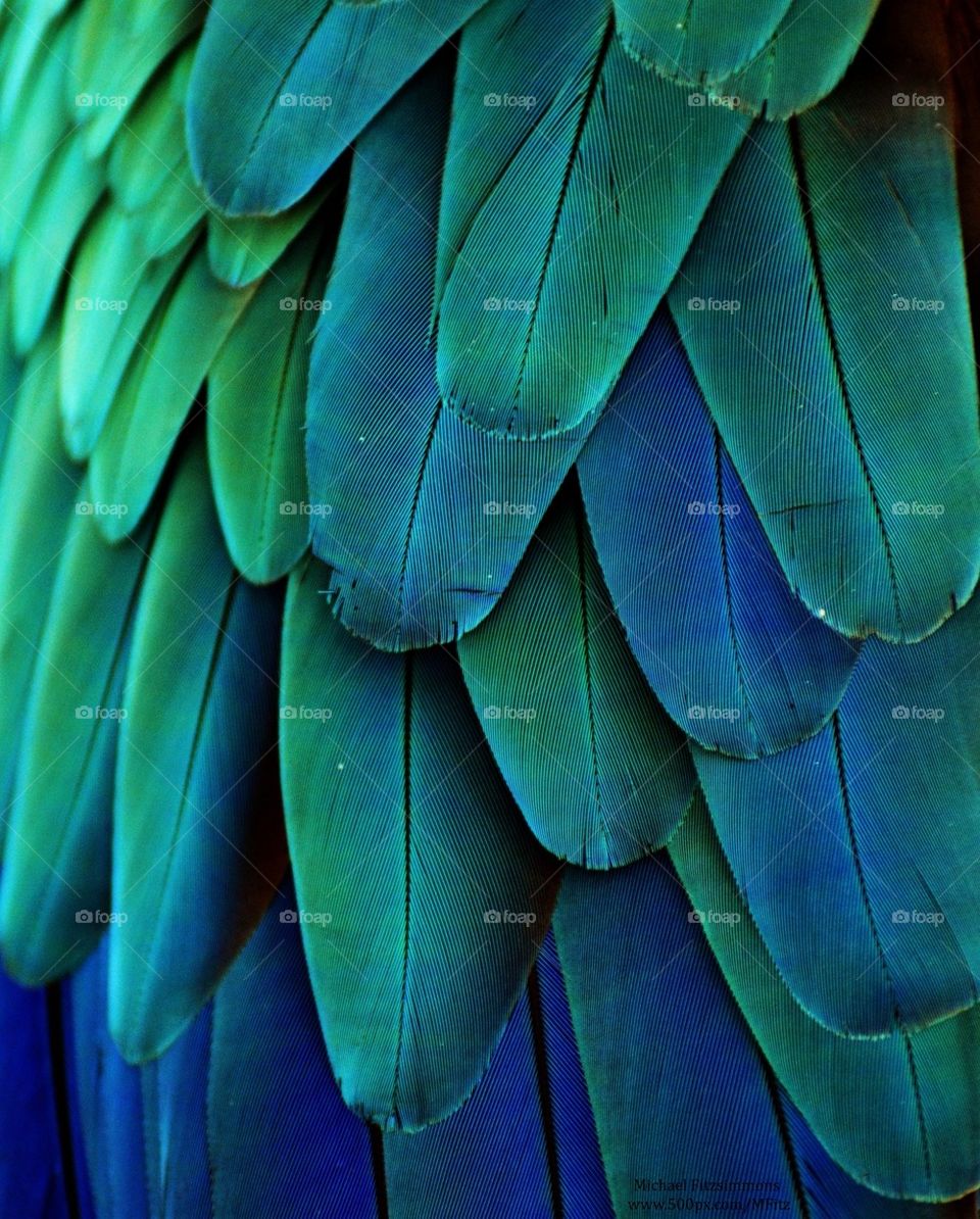 Macaw Feather