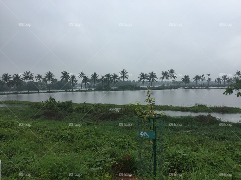 Monsoon in Kerala 