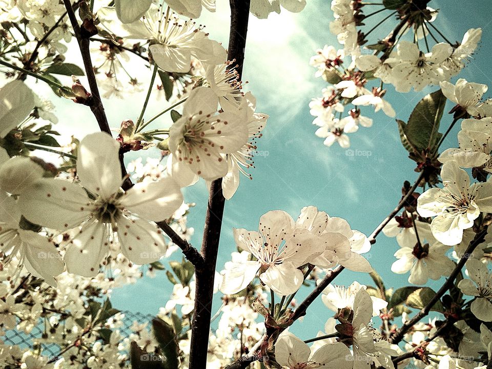 sрring flowers,cherry blossoms