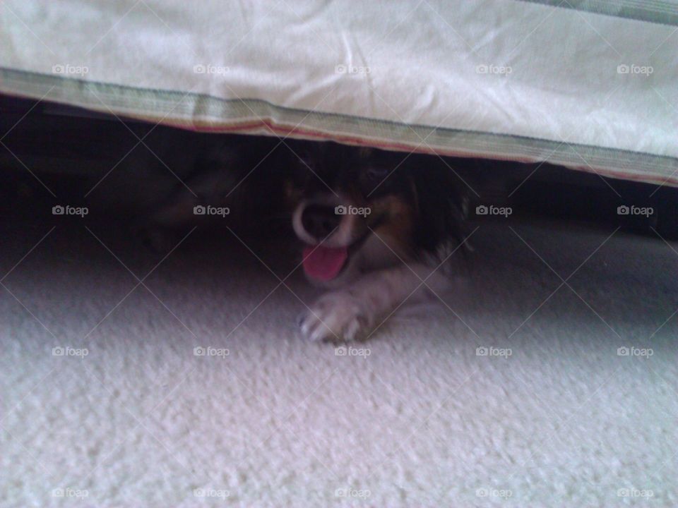 Dog looking at the camera from underneath the bed.