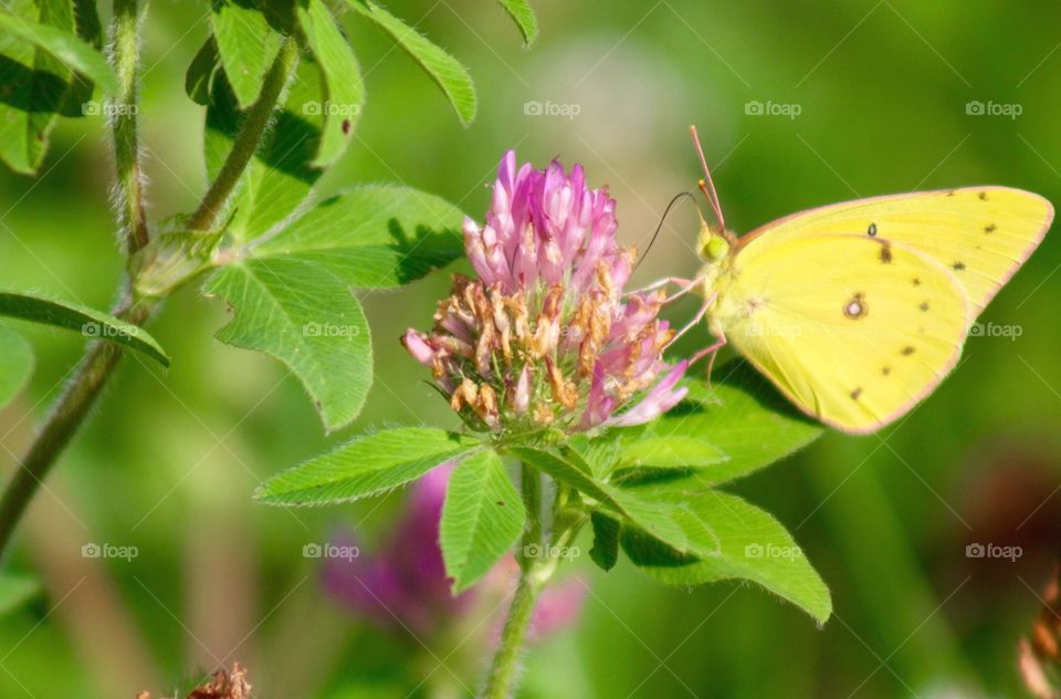 Butterflies Fly Away - yellow butterfly on red clover blossom 