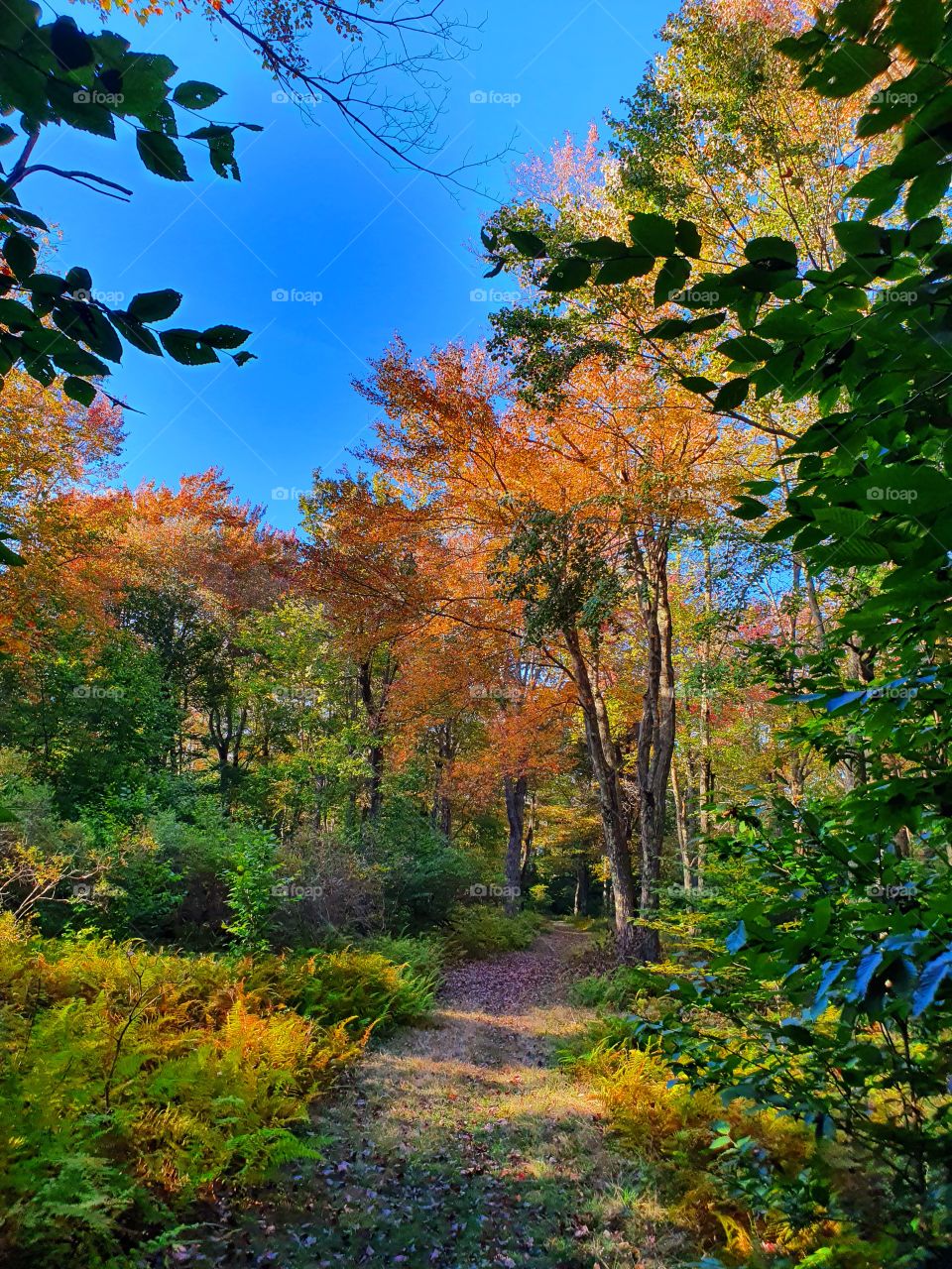 Autumn Forest