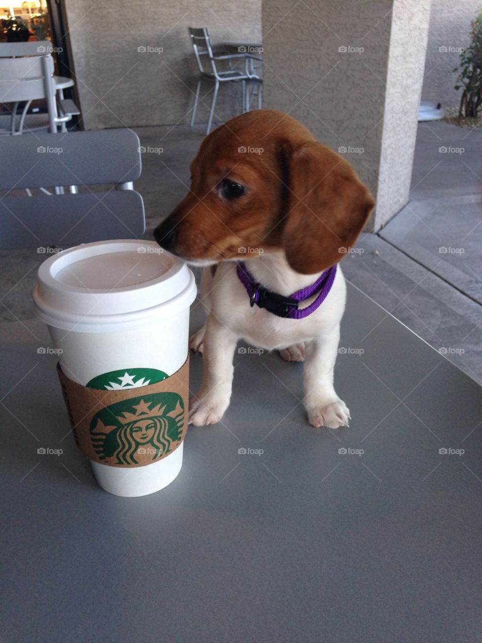 Puppy is as big as a grande!
