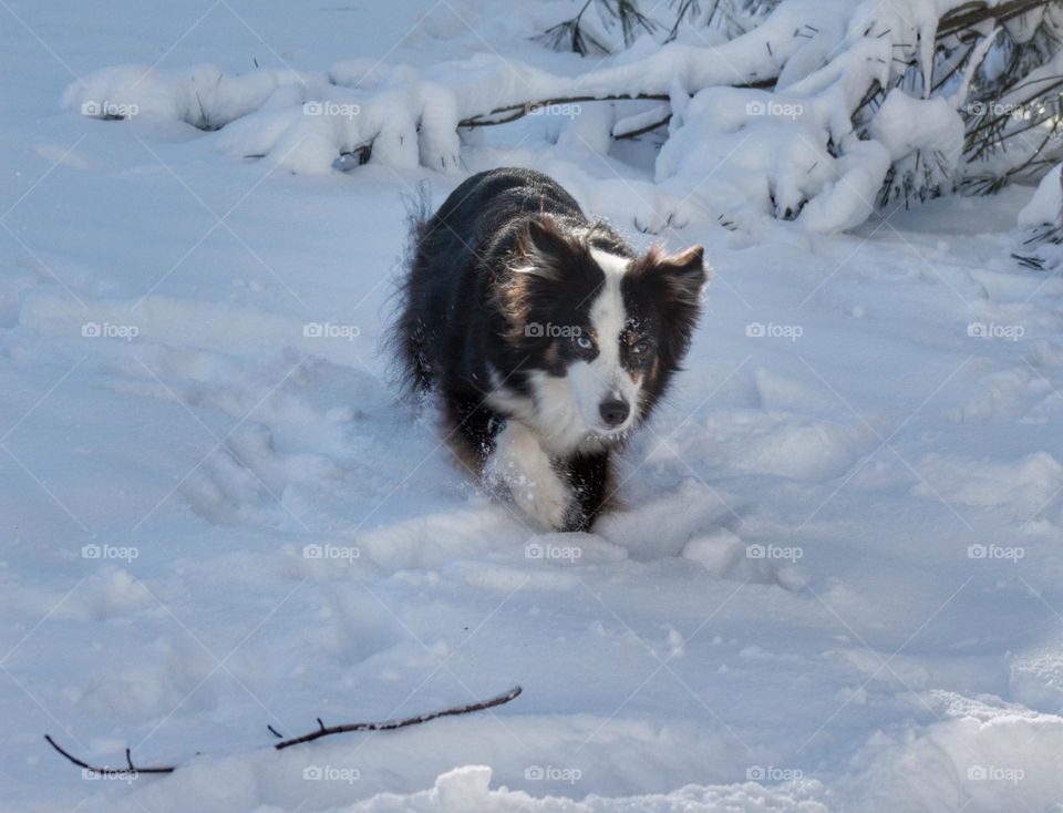 Black and white Australian Shepard running in the snow.