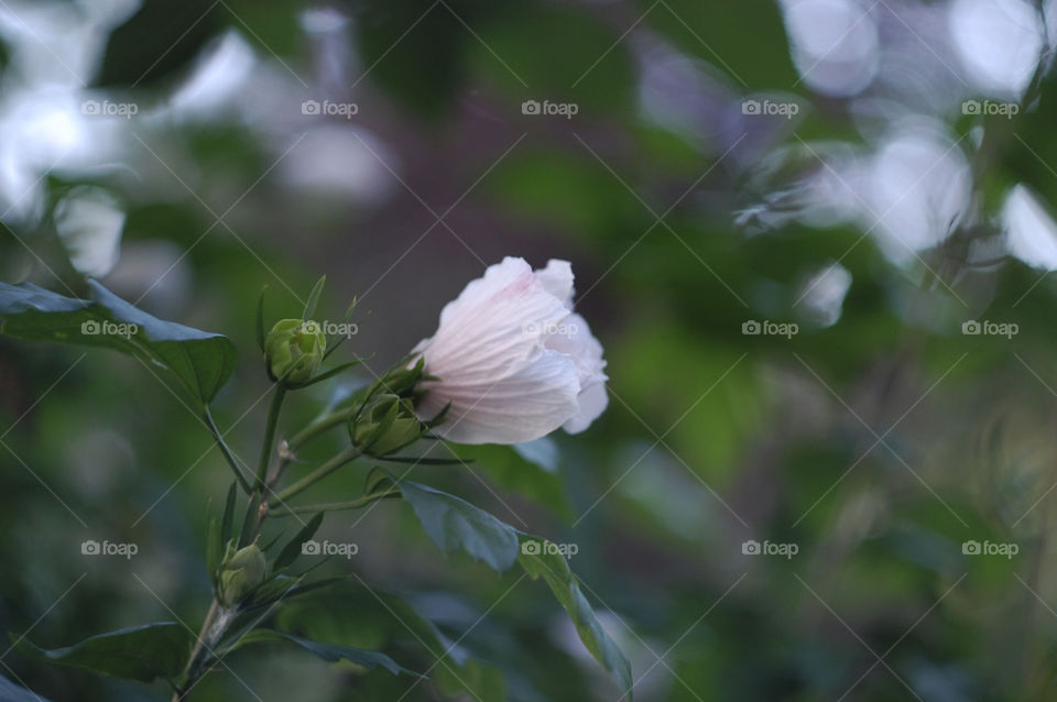 beautiful flowers grow in the summer garden