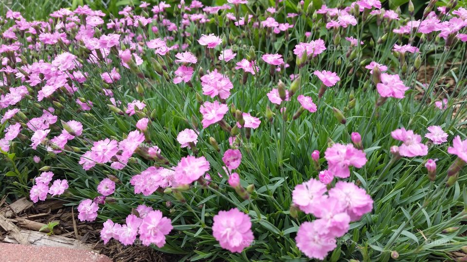 Light pink flowers