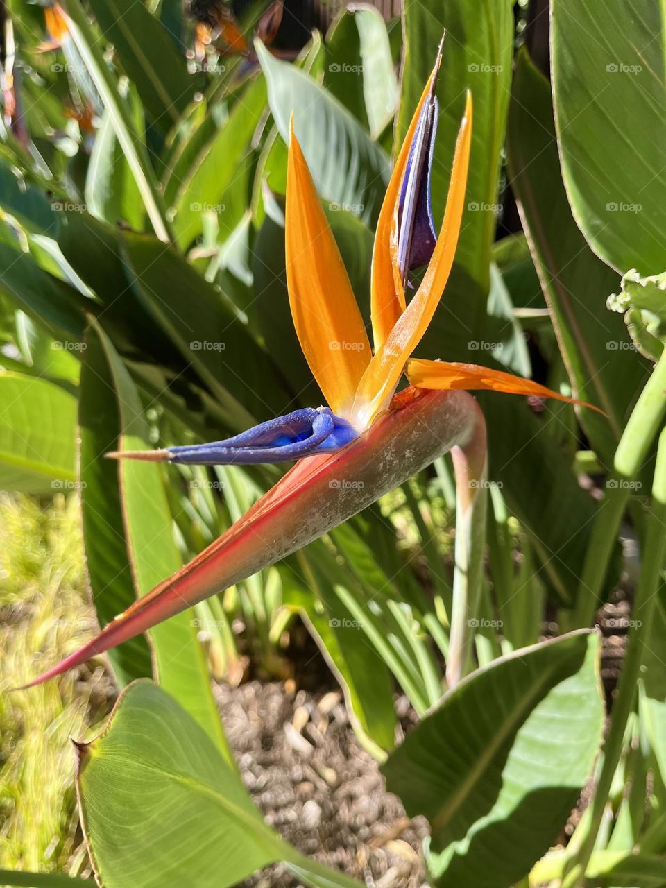 Bird of paradise