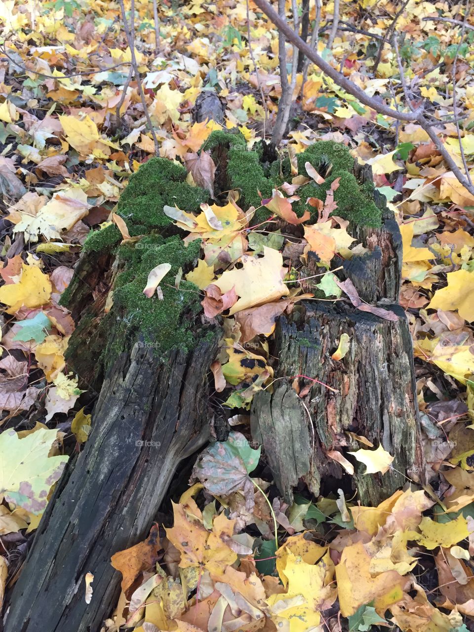 very picturesque moss-covered stump in the autumn forest