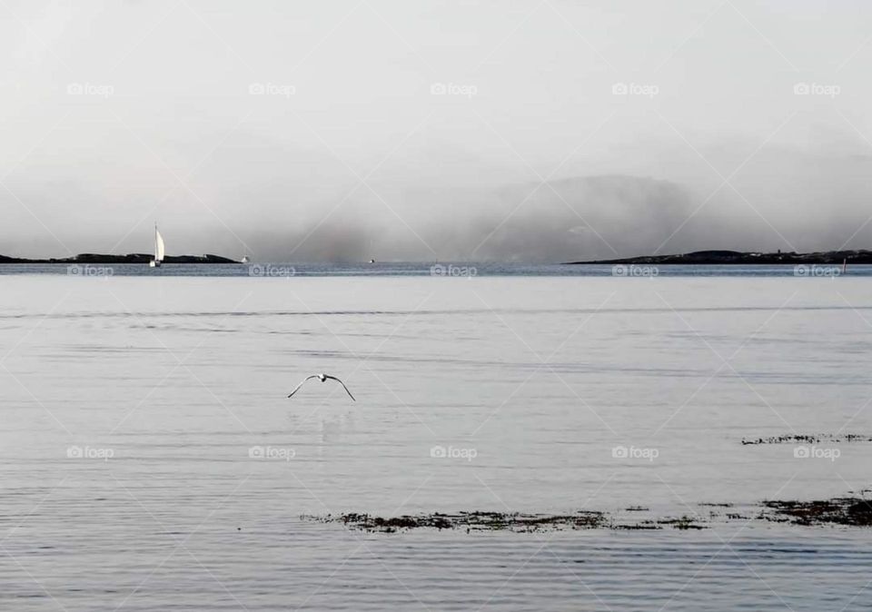 Grey sea and sky, fog, sailboat and seagull