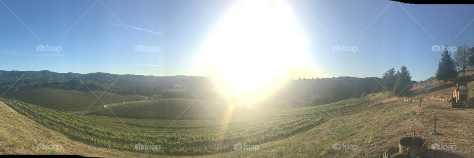 Sunlight on the Vines