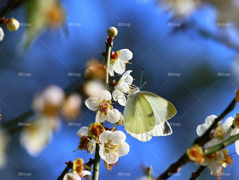 Beautiful and cute butterfly