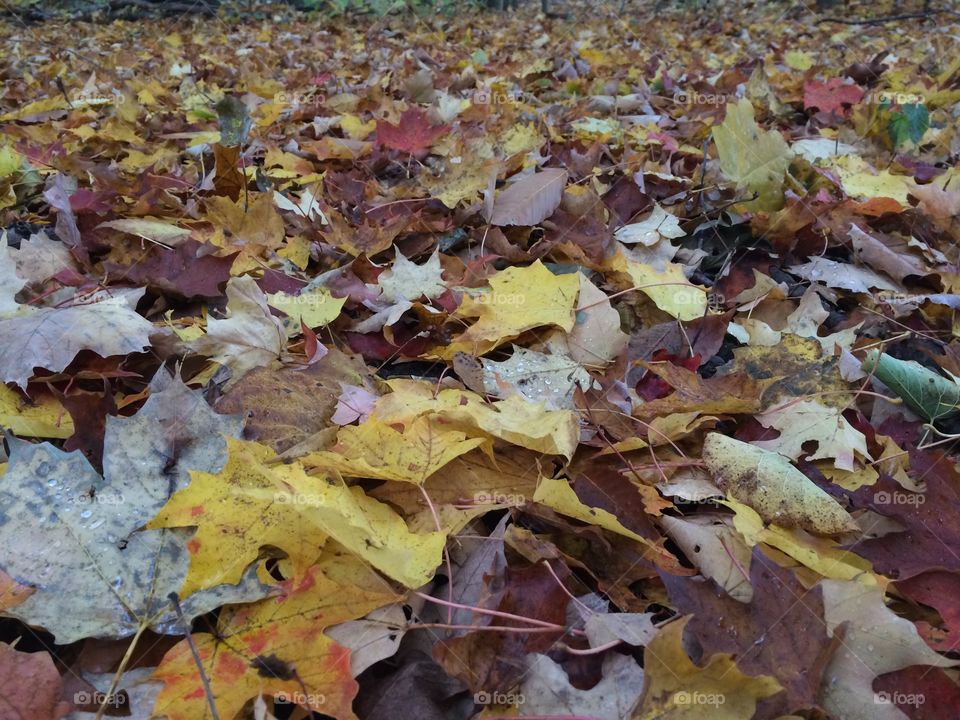 Fall, Leaf, Maple, Descending, Environment