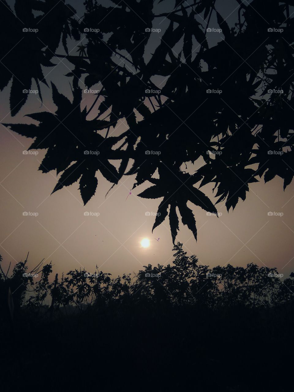 sun
tree
sky
moon