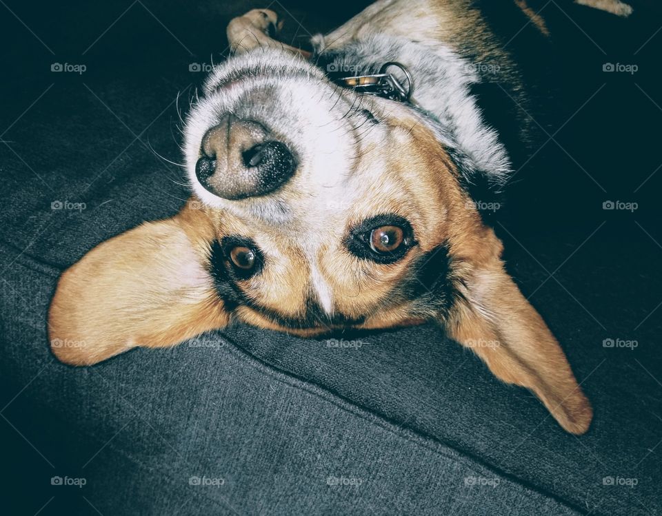 Beagle laying on back with ears stuck out.