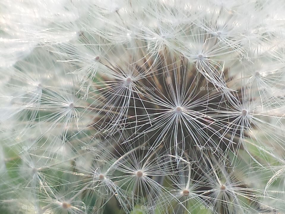 Dandelion Seeds Closeup