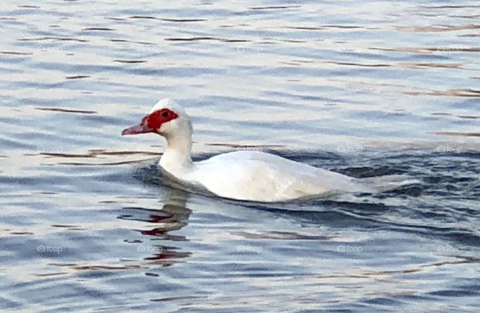 Muscovy, duck, muscovy duck, white, water, freshwater, red, feathers, float, floating, swim, swimming, lake, spring, thaw, reflection, Holiday Lake, Missouri, bill