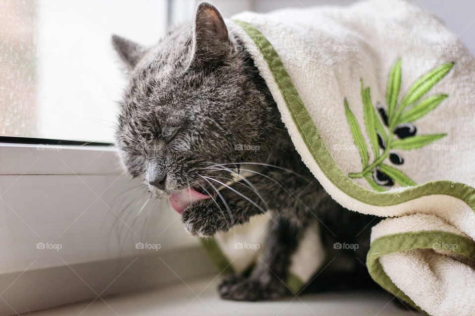 cat sits on a window