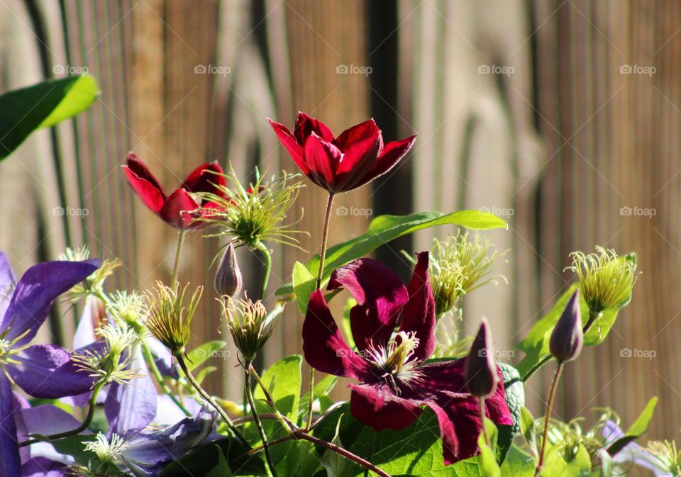 Magenta is the color of those flowers