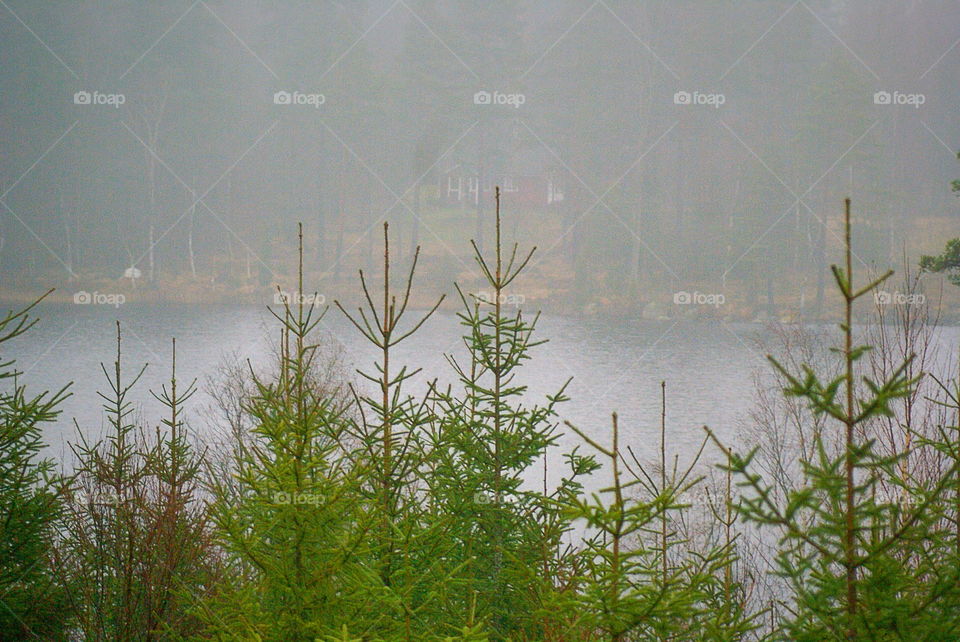 Misty lake and trees