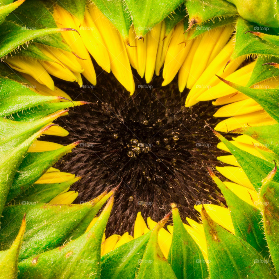 SUnflower close up.