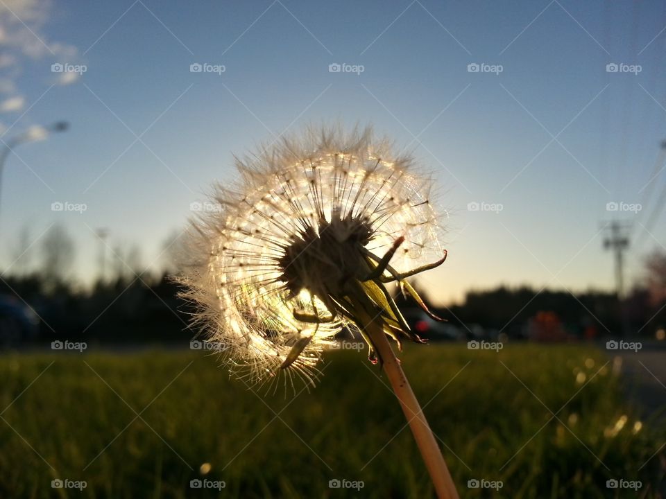 Dandelion Sunset . Capturing the sunset through the dandelion, well almost sunset anyway. 