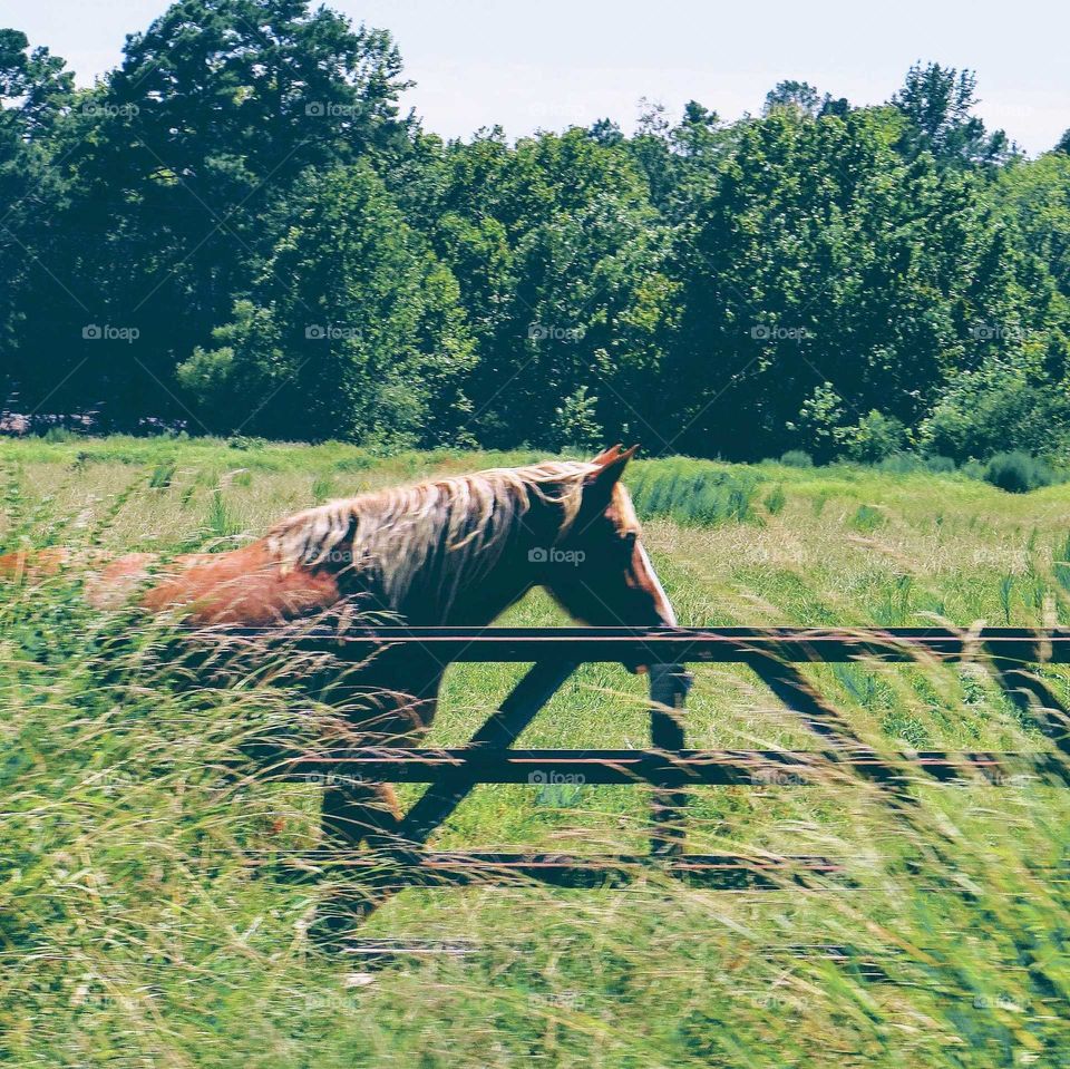horse behind a fence