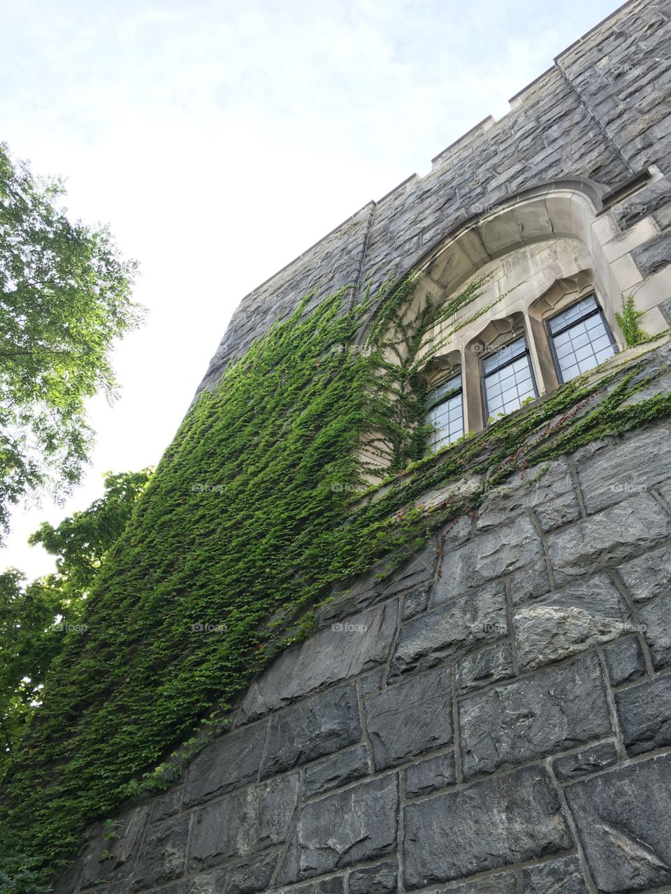 Upwards view of lush vines clinging to the exterior wall of a historic stone building with windows