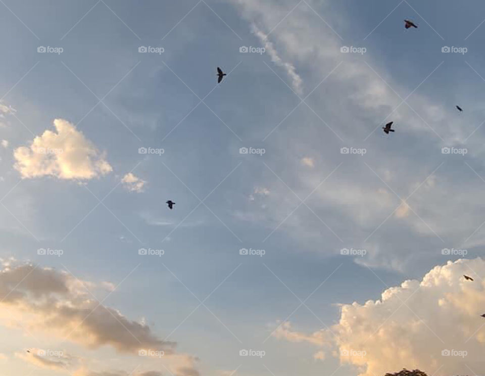 Birds and cloud