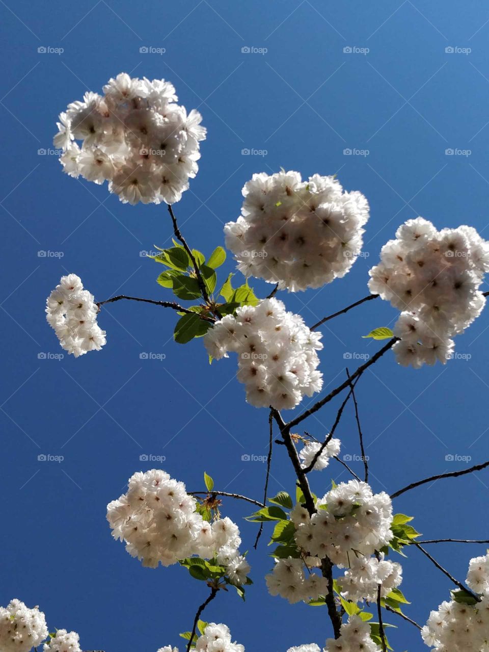 Nice flowers with a blue sky