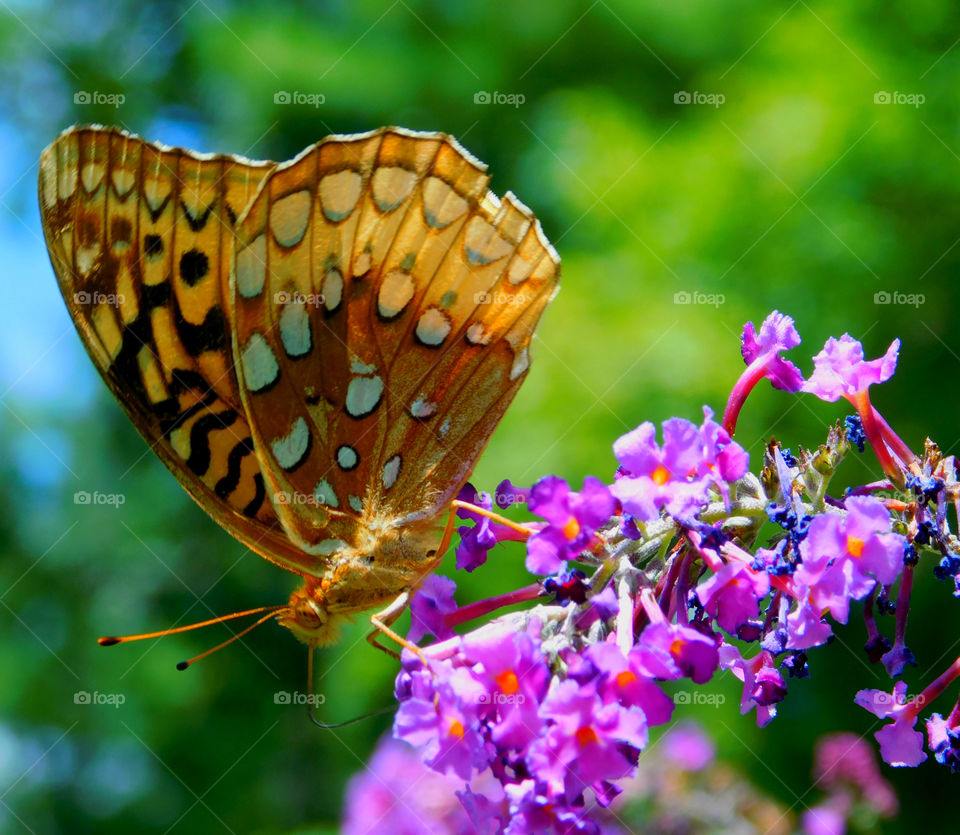 Butterfly on flower