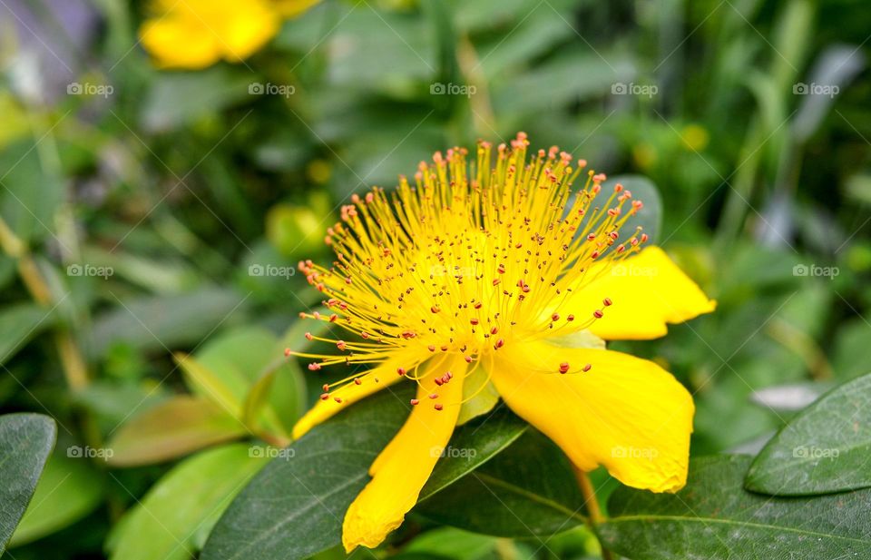 Yellow flower