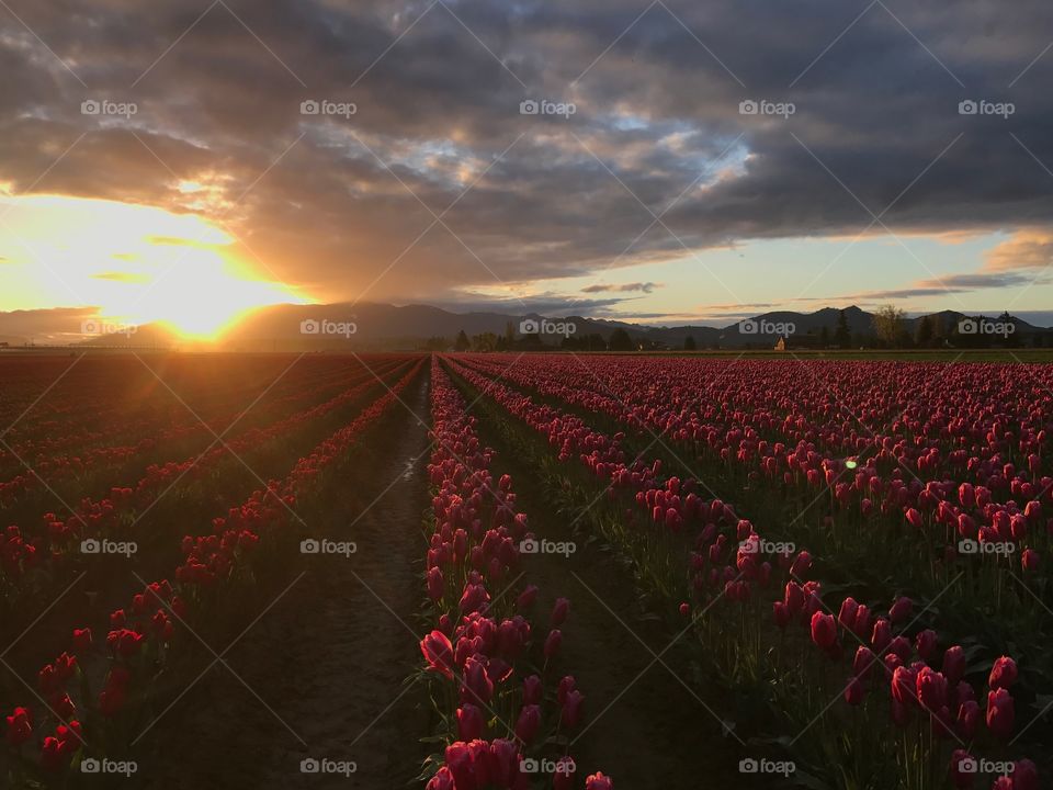 Tulip field at dawn. 