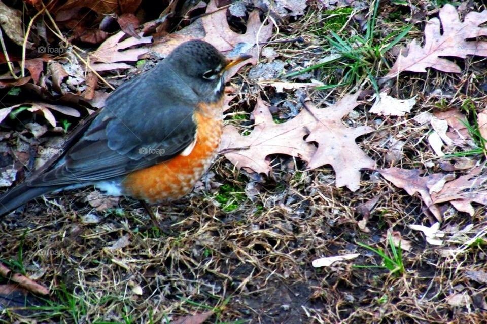 The First Sign of Spring!