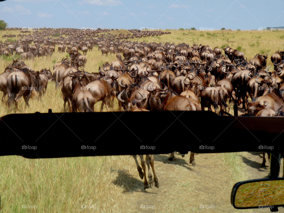 Wildebeest migration