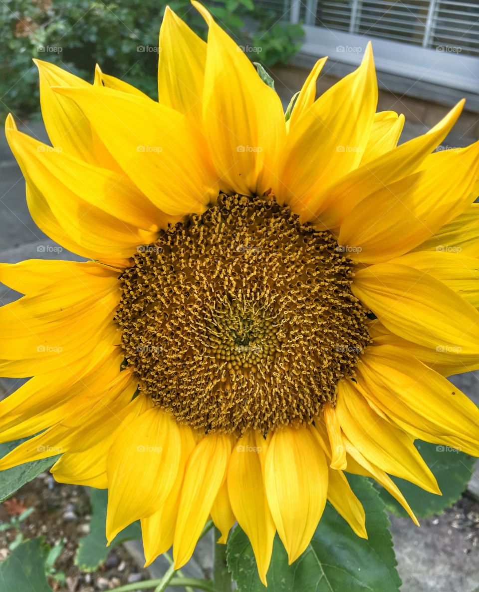 Sunflower