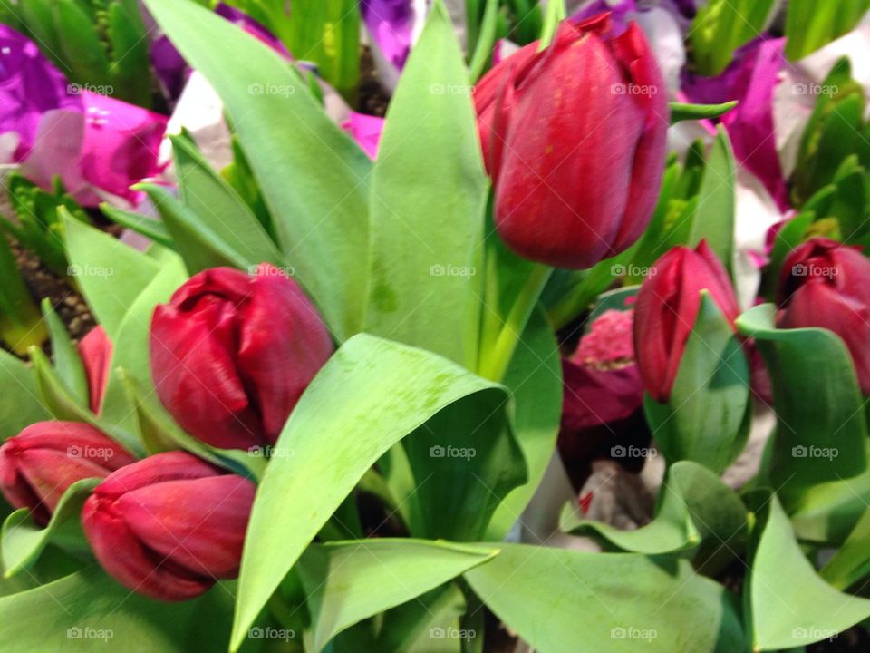Tip toe through the tulips