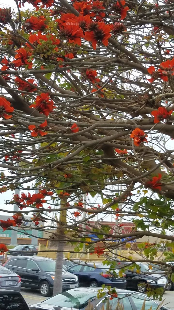 orange flowers on tree in parking lot