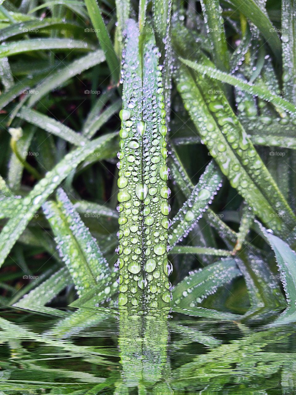 Leaf, Flora, Nature, Growth, No Person