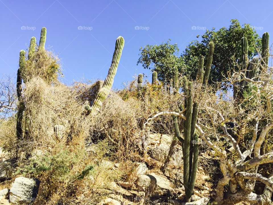 Cacti overload. Cabo San Lucas, Mexico.