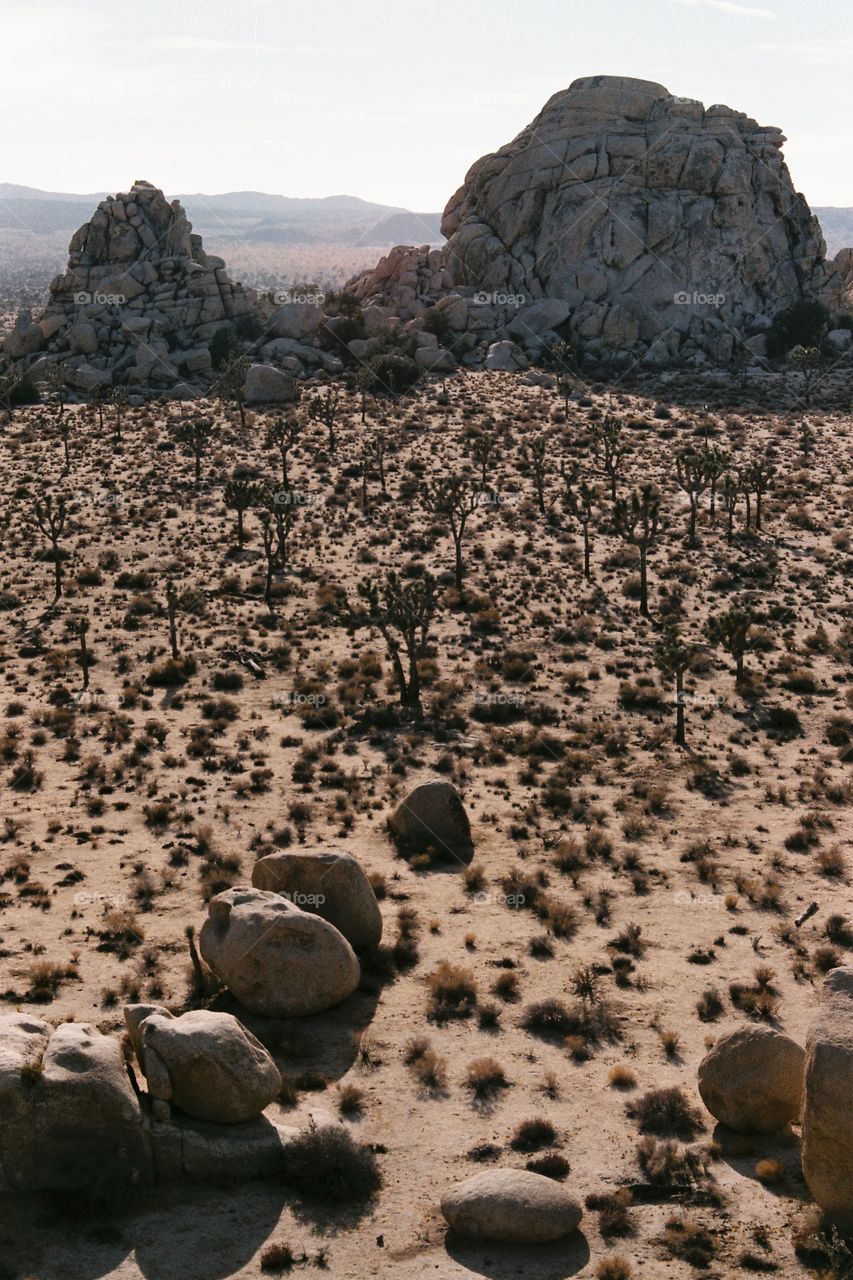 California, Joshua Desert 2