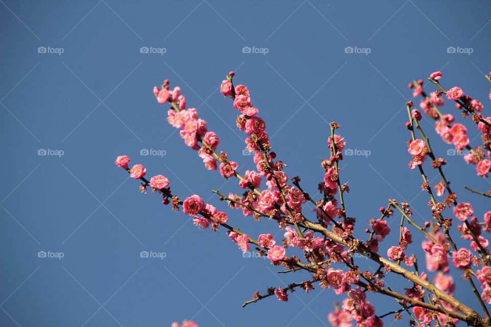 Flowers of kunming