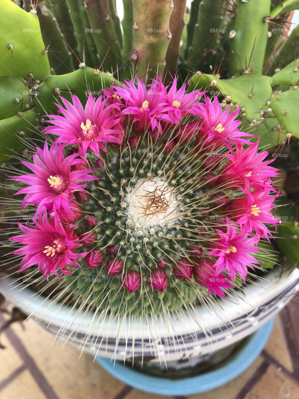 Cactus blooming 