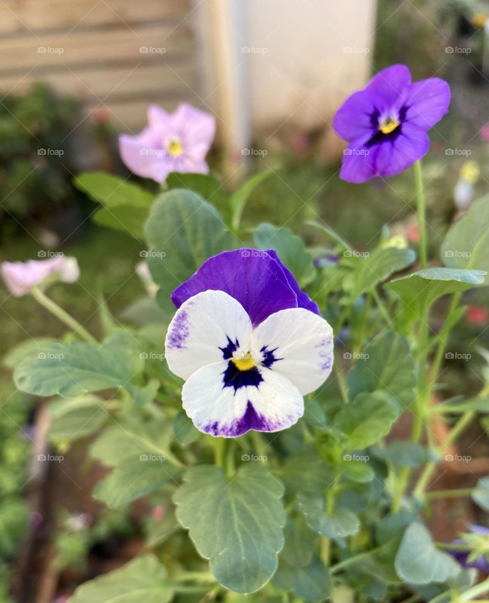 Perfect Love Flowers! In spring, they are successful. / Flores de Amor Perfeito! Na primavera, elas fazem sucesso. 