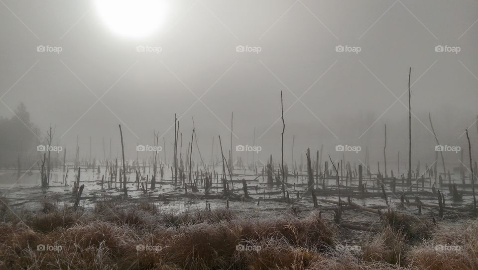 Icy fog hanging over frozen swamp